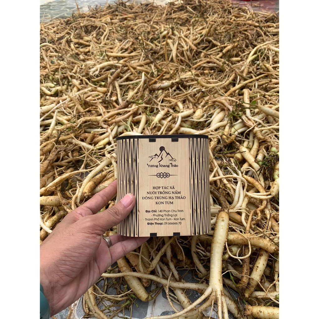 Đế Đông Trùng Hạ Thảo Sấy Khô - Vương Khang Thảo - Túi 1kg - Hàng Chính Hãng - Đông Trùng Hạ Thảo Kon Tum | BigBuy360 - bigbuy360.vn
