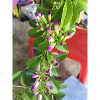 Cây lan tỏi