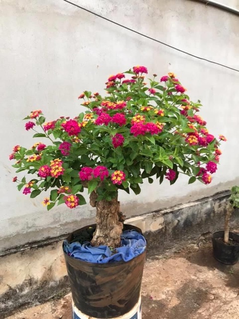 Phôi hoa ngũ sắc