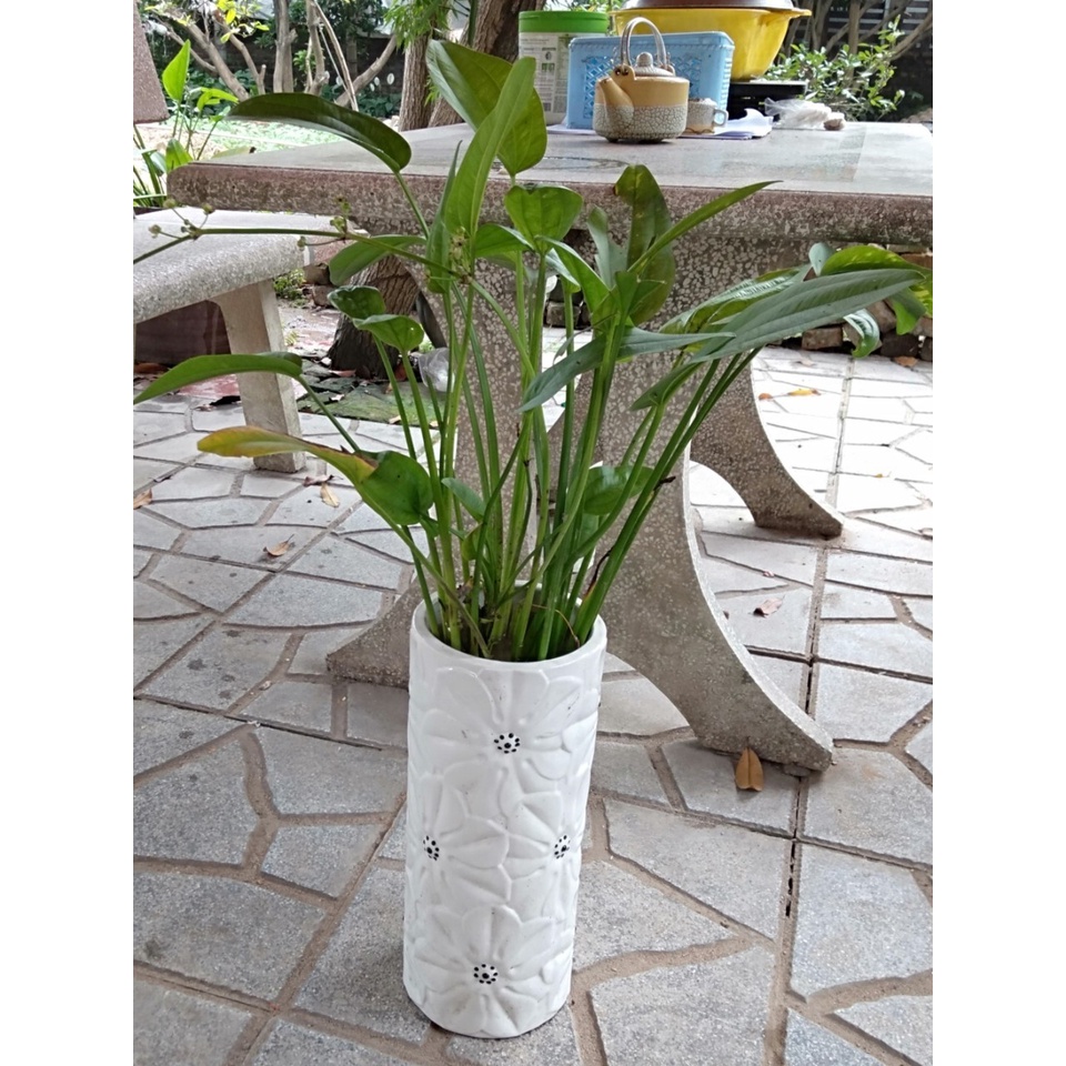 Bạch thủy tiên cây to