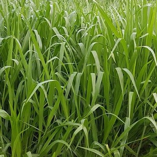 Cỏ Mulato 2 Chịu Lạnh (Gói 200g)