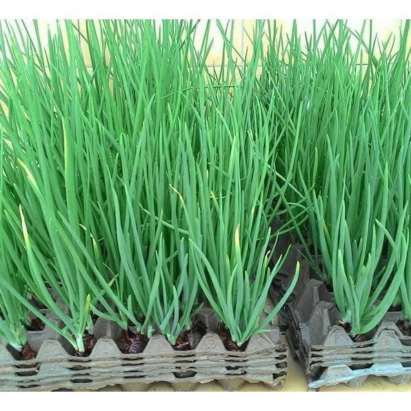 Chậu Giống Hành Lá