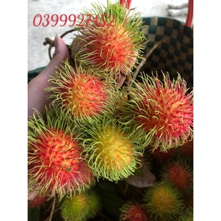 3Kg Chôm Chôm Thái ( Ngọt, Ngon)