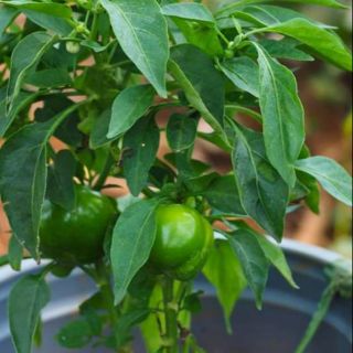 Hạt giống ớt chuông xanh gói 30 hạt