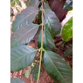 [Hạt rang] Arabica Red Bourbon Đạ Sar sơ chế Wash