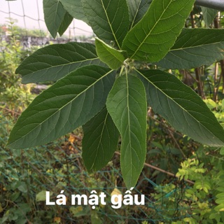200g lá mật gấu tươi- ship hàng thứ 2
