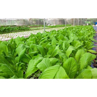 Hạt giống Cải bẹ xanh mỡ