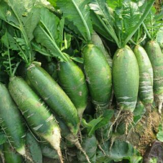 Củ cải đường xanh