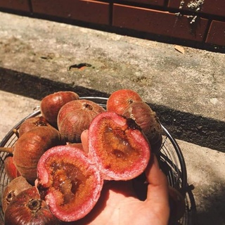 CÂY GIỐNG SUNG MẬT RỪNG