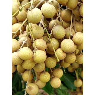 Cây giống Nhãn Không Hạt Thái Lan (12 tháng cho trái)