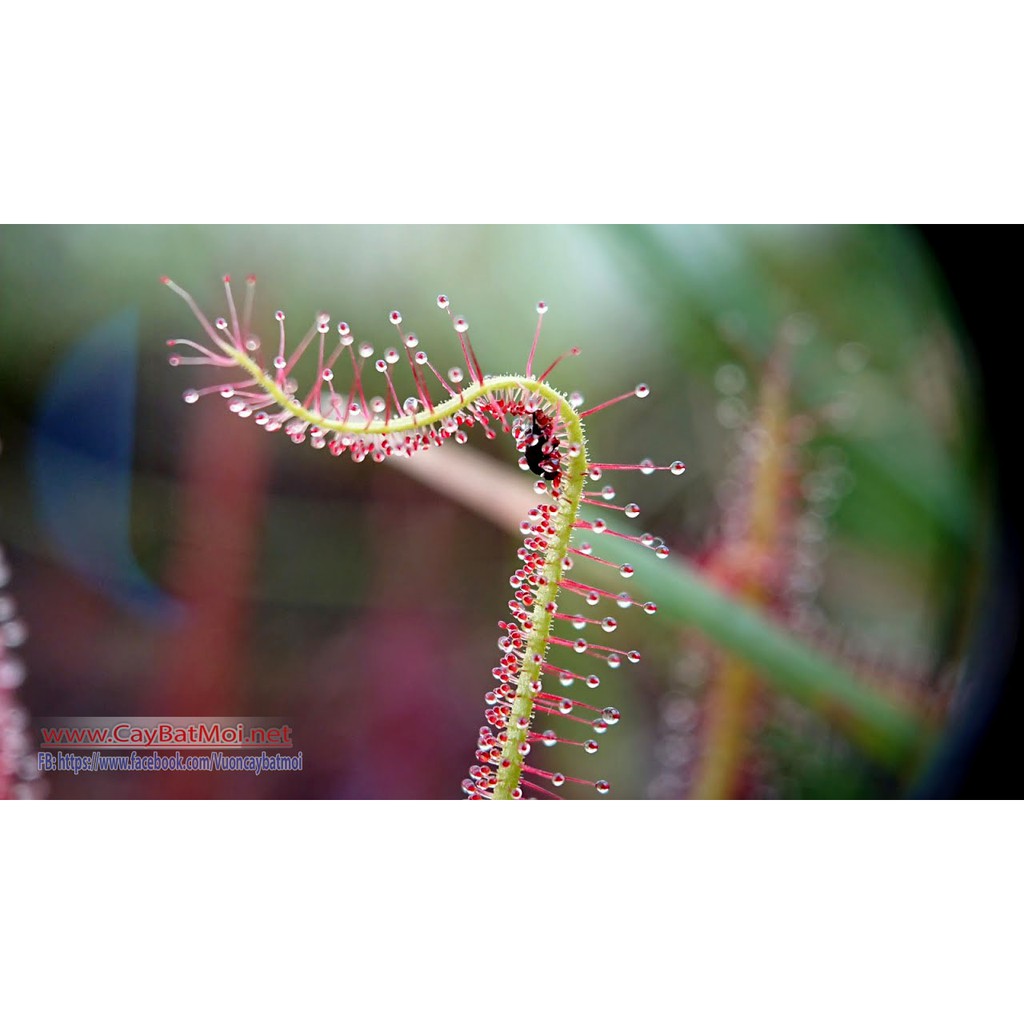 30 Hạt Giống Cây gọng vó Drosera Indica Red bắt muỗi, côn trùng bằng keo dính