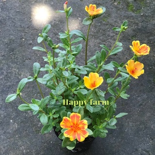 Chậu hoa mười giờ sam Thái màu vàng sọc đỏ hồng