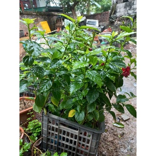 Cây dâm bụt kép đỏ