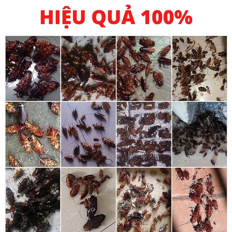 Thuốc diệt gián, kiến côn trùng trong nhà sinh học hiệu quả 100%, an toàn khi sử dụng