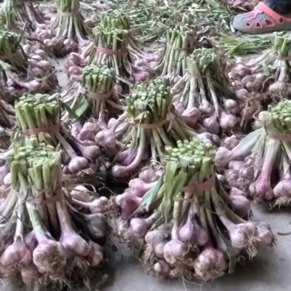 Tỏi ta tía Hoà Bình