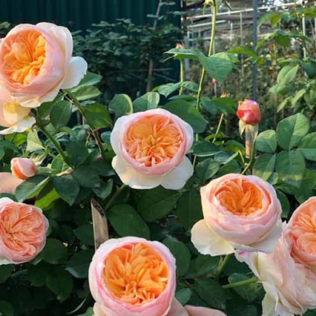 Gói 20 Hạt Giống Cây Hoa Hồng juliet-siêu đẹp Hoa Hồng Ngoại JulieTuyệt Đẹp Rose Tặng Kích Rễ luckyseed hạt siêu rẻ