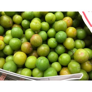 Mận cơm Sơn La