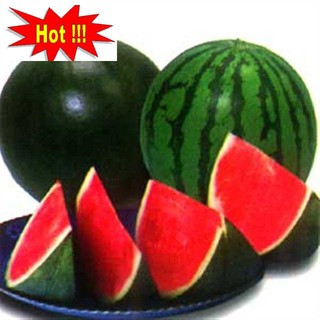 Hạt giống dưa hấu không hạt - 10 hạt