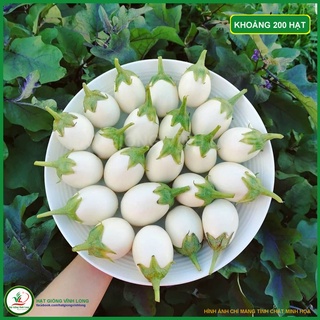 Hạt giống Cà Trứng ngỗng TN 215 - 1g
