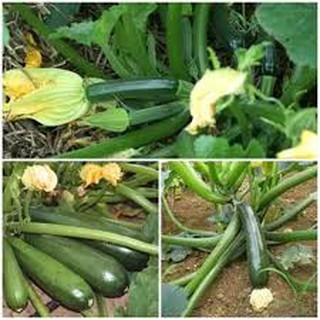 100 Hạt giống bí ngòi xanh ( bí ngồi xanh)