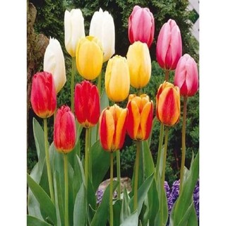 combo 5 củ giống hoa tulip-củ giống - CTL