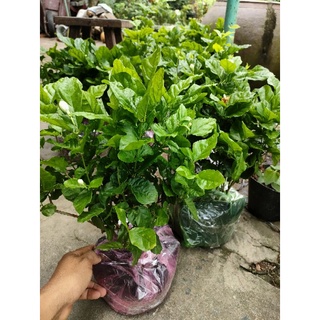 Chậu hoa lài ta tiểu thư (hoa kép)
