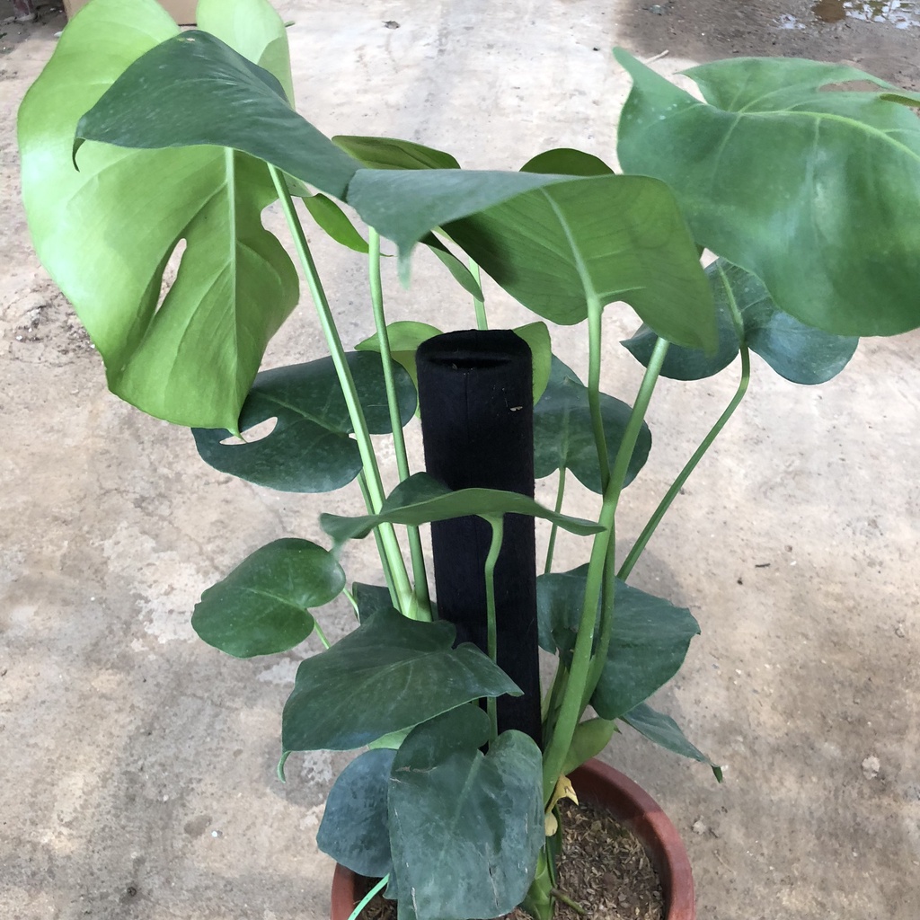 Cây trầu bà lá xẻ cỡ to (trầu bà monstera) , Chiều cao 50-60cm lá to đẹp bắt mắt dễ trồng thích hợp trang trí nội thất