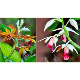 củ lan giống hạc đỉnh nâu tây bắc