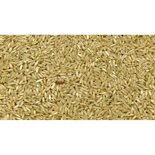 [FREESHIP 99K TOÀN QUỐC][FREESHIP 99K TOÀN QUỐC] Gạo lứt nương vùng cao (1.5kg)