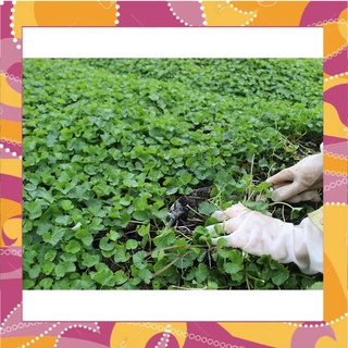 Giao ngay- hạt giống rau má lá to 1gram -giá tốt