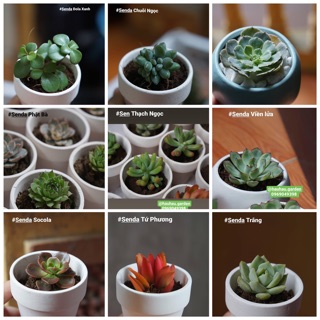Sen đá bán lẻ ( được chọn loại )