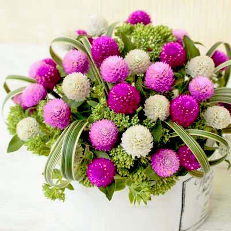 Hạt Giống Hoa Cúc Bách Nhật  - MUA 3 TẶNG 1 CÙNG LOẠI