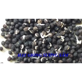 180H- Hạt Giống Sương Sâm Lông