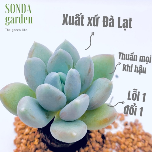 Sen đá sỏi xanh SONDA GARDEN size mini 2.5-4cm, xuất xứ Đà Lạt, khoẻ đẹp, lỗi 1 đổi 1