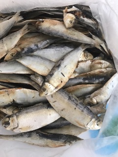 Cá Trích [1kg] KHÔ CÁ