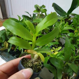 Hoa phi điệp tím kie giống