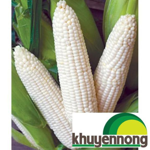 Hat giống bắp ngô nếp 30 hạt