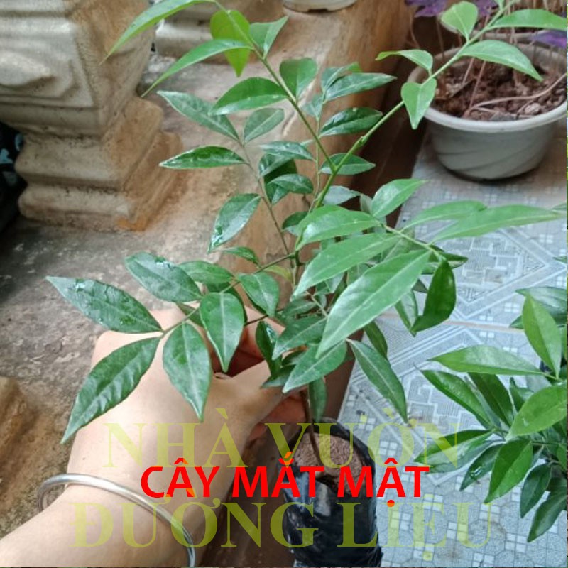 🌿 GIỐNG CÂY MẮC MẬT🌿 - GIỐNG CÂY GIA VỊ CHO MÓN THỊT NƯỚNG - CÂY LỚN CAO 60CM