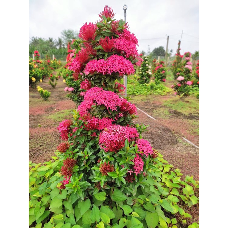 Cây bông trang  cây con lá nhỏ - CAO 15cm-20cm