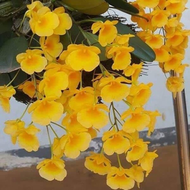 Lan vẩy rồng