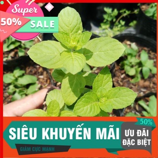 Bạc hà âu, bh pháp bầu nhỏ dễ trồng, thơm dịu