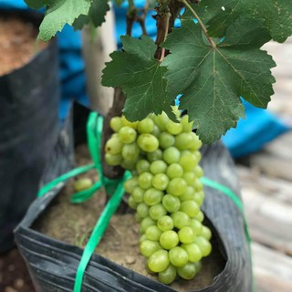 Cây Nho Lùn Pháp ( nhanh ra quả nhất)