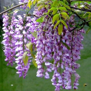 Hot hot đây cây hoa tử đằng vừa là thân gỗ vừa là cây dây leo  ,cây nhập khẩu