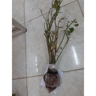 Cành Chiết Hồng Xanh (Cành Chiết Hoa Hồng)