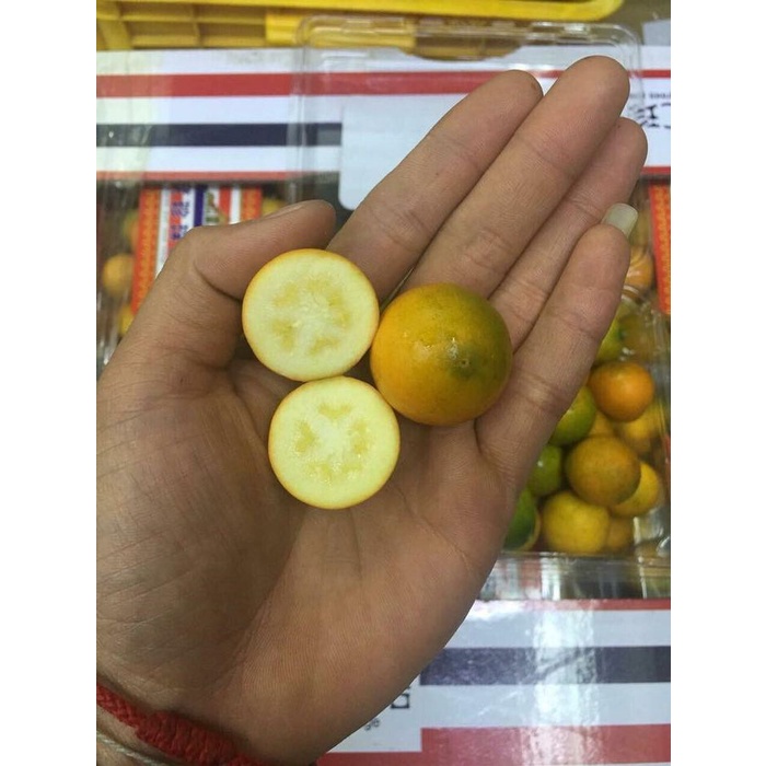 Kim Quất, Tắc Đài Loan