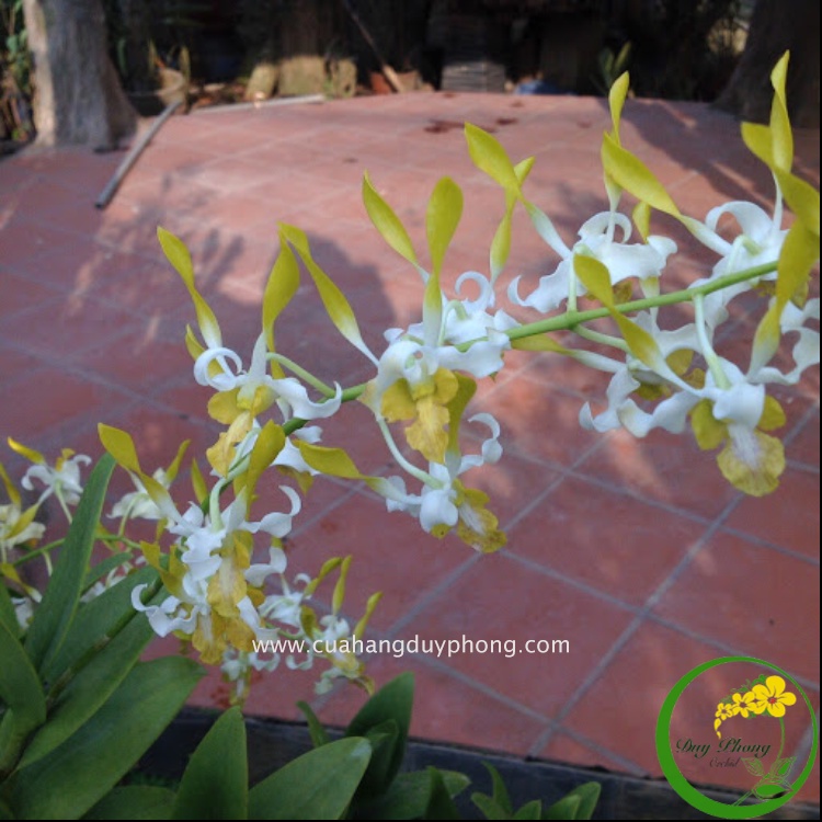 DENDRO NẮNG - MÓNG RỒNG | Cây trưởng thành, cánh màu trắng vàng, rất siêng hoa