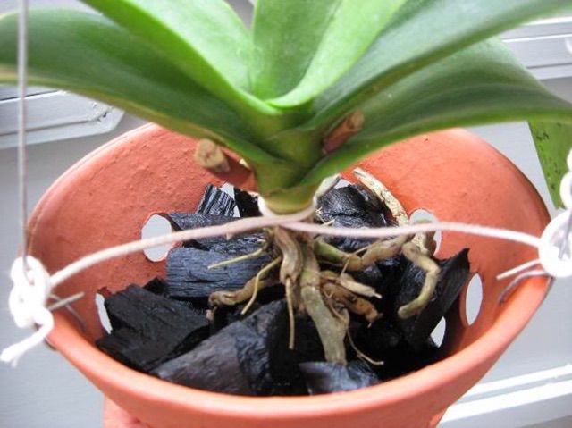 Com bo 3KG THAN HOA(than củi)