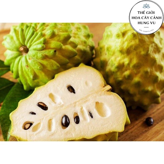 Cây na dai đài loan - Na dứa (Ảnh thật).