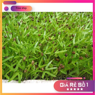 HẠT GIỐNG RAU MẦM RAU MUỐNG 50 GRAM LUCKY.VN