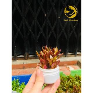 Cây cắt cắm - huyết tâm lan